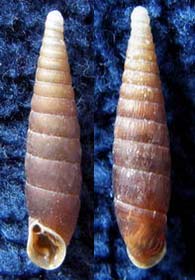 Tabella della Famiglia Clausilidae